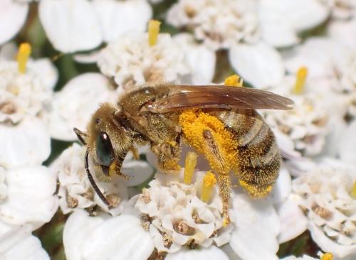 Seladonia subaurata